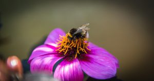 Makrofotografie Blume und Hummel