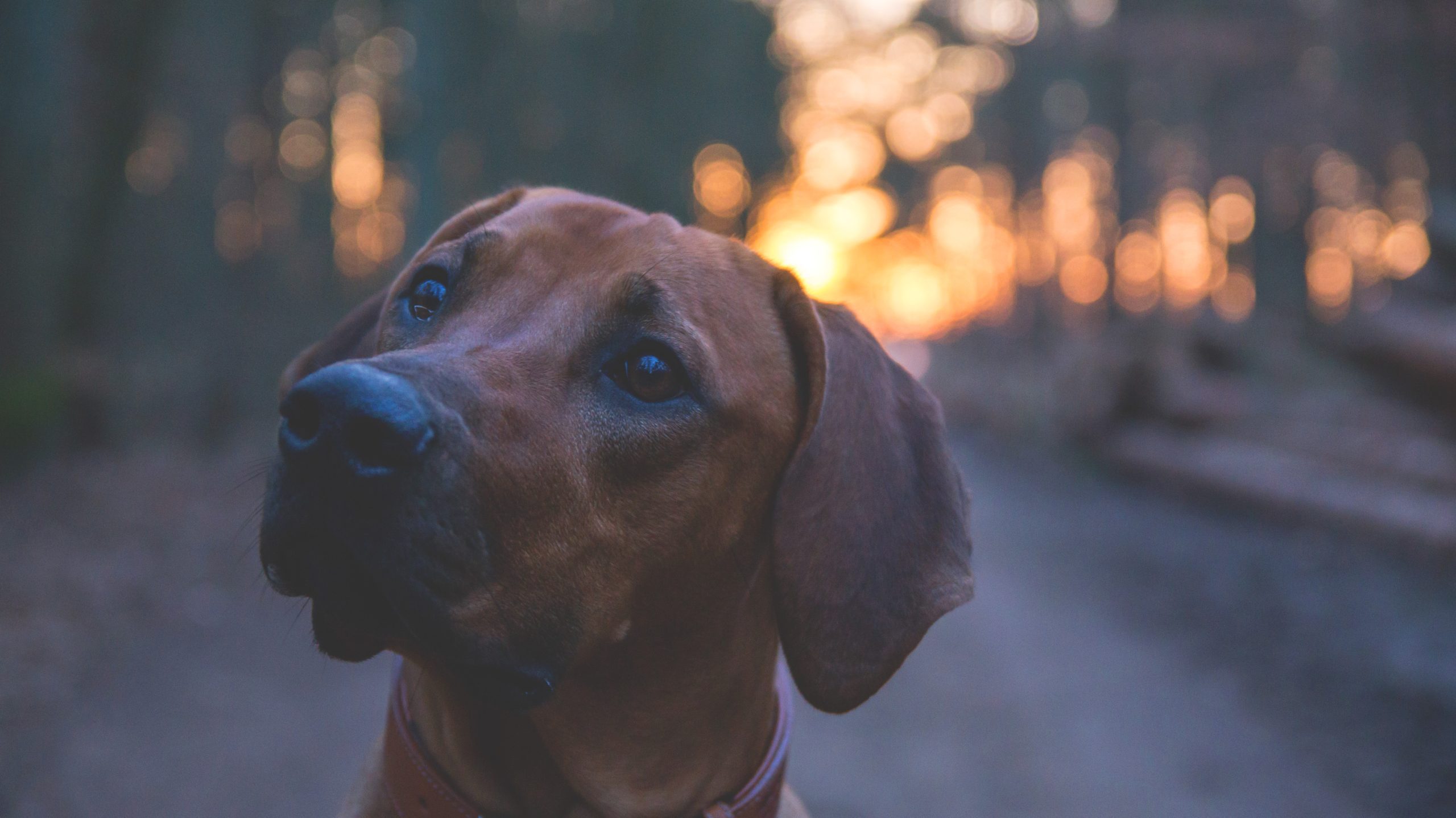 Northcraft Photographs Tierfotografie Hund im Wald Banner